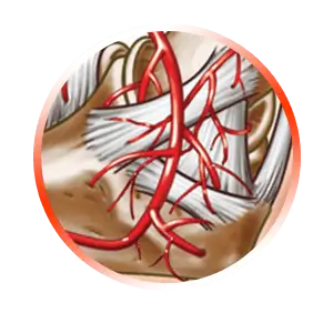 INCREASE TENDON BLOOD SUPPLY